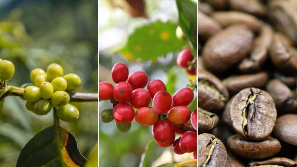 Café de especialidad y viajes en Ecuador